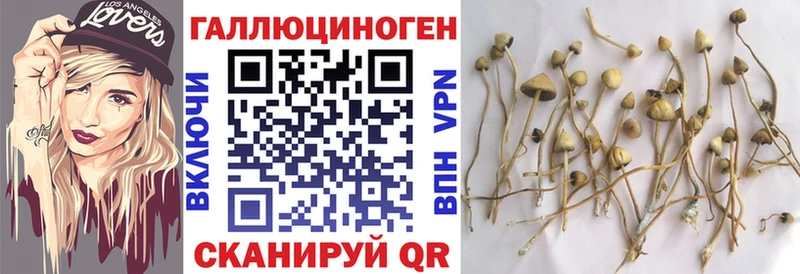Псилоцибиновые грибы Psilocybine cubensis Магадан